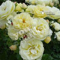 Rose \'Light Fantastic\' bare ro...