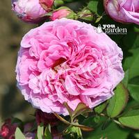Rose \'Comte de Chambord\' bare root
