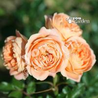 Rose \'Sweet Dream\' bare root