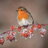Robin - Pack of 8 Wildlife Trusts Charity Christmas Cards