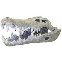rosewood nile crocodile skull aquarium decor large