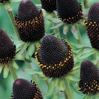 Rudbeckia occidentalis \'Green Wizard\' (Large Plant) - 2 x 1 litre potted rudbeckia plants