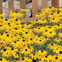 rudbeckia fulgida var sullivantii goldsturm large plant 3 x 1 litre po ...