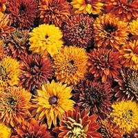 rudbeckia x hirta hybrida cherokee sunsetreg 1 packet 50 rudbeckia see ...