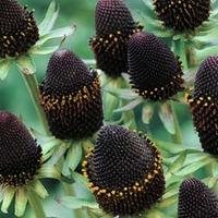 rudbeckia occidentalis green wizard 1 packet 30 rudbeckia seeds