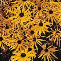 Rudbeckia fulgida \'Goldsturm\' - 1 packet (100 rudbeckia seeds)