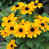 Rudbeckia hirta \'Toto\' - 1 packet (50 rudbeckia seeds)