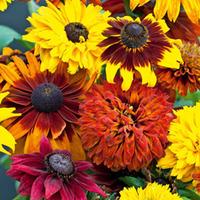 Rudbeckia \'All Sorts Mixed\' - 72 rudbeckia plug plants