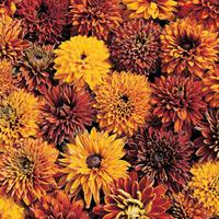 rudbeckia hirta cherokee sunset garden ready 30 rudbeckia garden ready ...