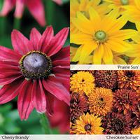 Rudbeckia Collection (Garden Ready) - 90 rudbeckia garden ready plants - 30 of each variety