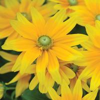 rudbeckia hirta prairie sun garden ready 30 rudbeckia garden ready pla ...