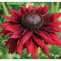 rudbeckia hirta cherry brandy 72 rudbeckia plug plants