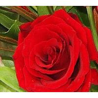 Ruby Red