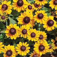 rudbeckia hirta toto 48 rudbeckia plug tray plants