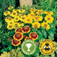 Rudbeckia Toto Mix 12 Large Plants