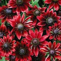 rudbeckia hirta cherry brandy 24 rudbeckia plug tray plants