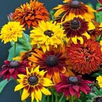 rudbeckia all sorts mixed 24 rudbeckia plug tray plants