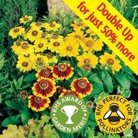 rudbeckia toto mix 24 jumbo ready plants