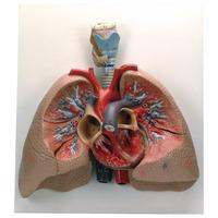 RVFM Human Lungs