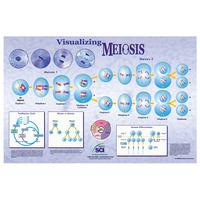 RVFM Visualising Meiosis Poster