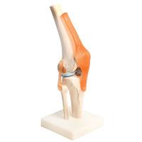 RVFM Lifesize Knee Joint