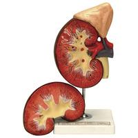 RVFM Kidney and Adrenal Gland Model