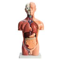 RVFM 42cm Male Torso, 13 parts