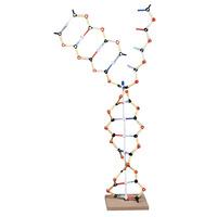 RVFM DNA-RNA Model
