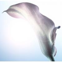 RV Astley Floral Opti White Image