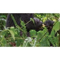 rwanda uganda gorilla discovery