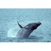 Save 10%! Whale Watching and Dolphin Spotting Cruise from the North Island