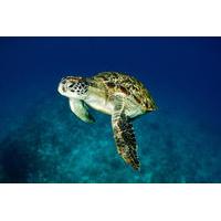 Satang Island Turtle Conservation and Snorkeling Day Trip from Kuching
