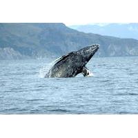 San Diego Whale Watching Sailing Tour