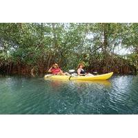 Samara Beach Wildlife and Mangrove Kayaking