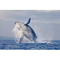 saman whale watching cruise and tropical island visit