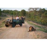 safari tour from cape town including lunch