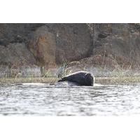 Saimaa Seal Watching Cruise in Linnansaari National Park in Southern Savonia