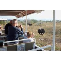 Safari Ostrich Farm Tractor Tour in Oudtshoorn
