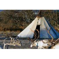 Sami Culture and Reindeer Tour with Optional Transport from Tromso