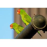 san franciscos wild parrots of telegraph hill walking tour