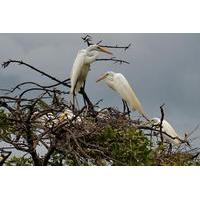 San Jacinto Hot Springs and Juan Venado Wildlife Reserve Boat Tour