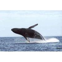 San Diego Private Whale Watching Tour