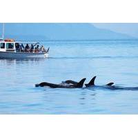 San Juan Islands Whale Watching Tour