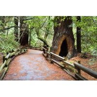 San Francisco Super Saver: Muir Woods & Wine Country w/optional Gourmet Lunch