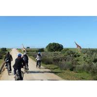 Safari Bike Tour from Cape Town