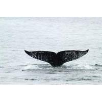 San Diego Whale Watching Tour