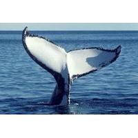 San Diego Whale Watching Sailboat Cruise