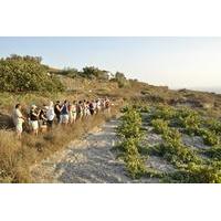 Santorini Small-Group Wine Tour with Professional Oenologist