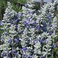 Salvia farinacea \'Strata\' - 1 packet (80 salvia seeds)