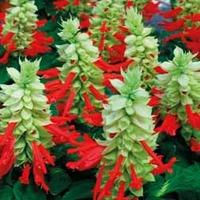 salvia white surprise 1 packet 20 salvia seeds